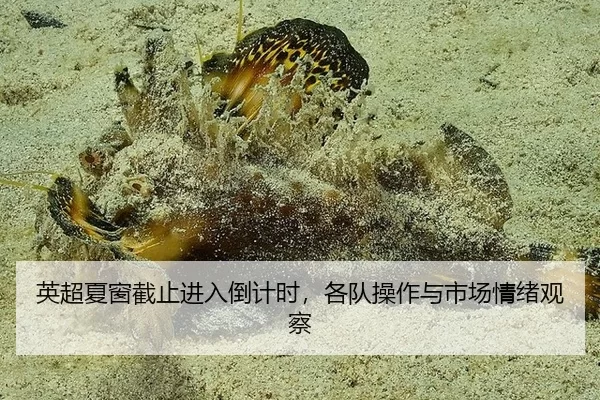 英超夏窗截止进入倒计时，各队操作与市场情绪观察 - xingkong